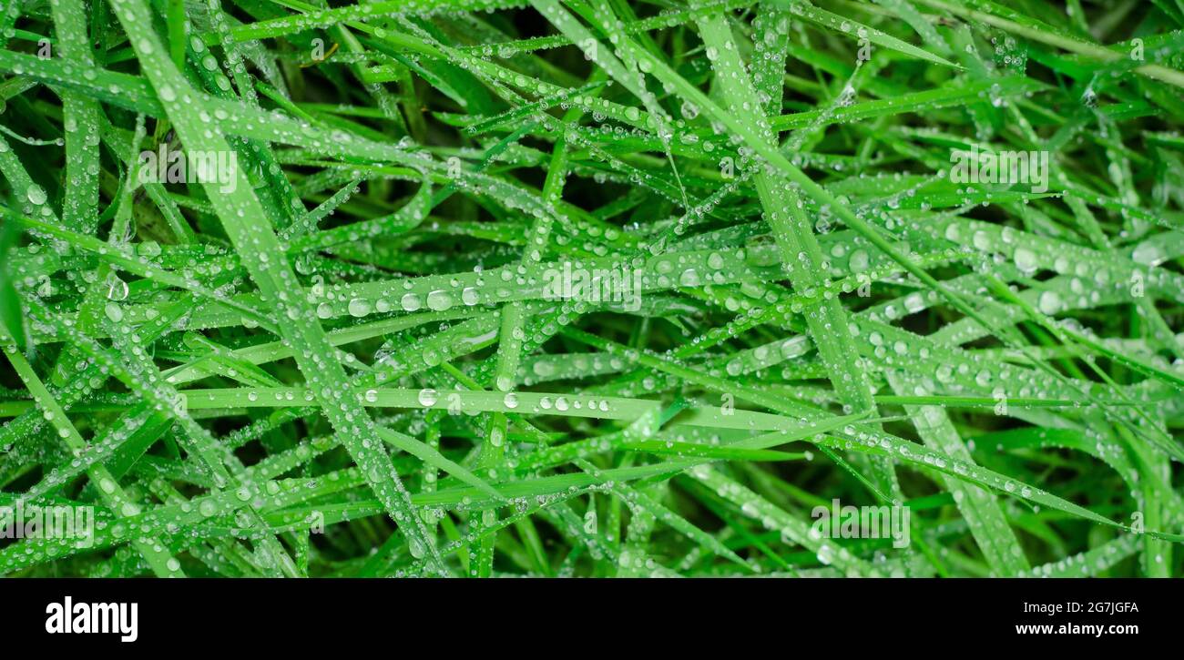 grass with dew Stock Photo