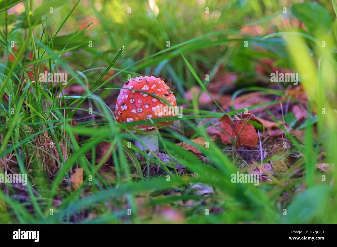 One fly agaric with a round hat in green grass Stock Photo