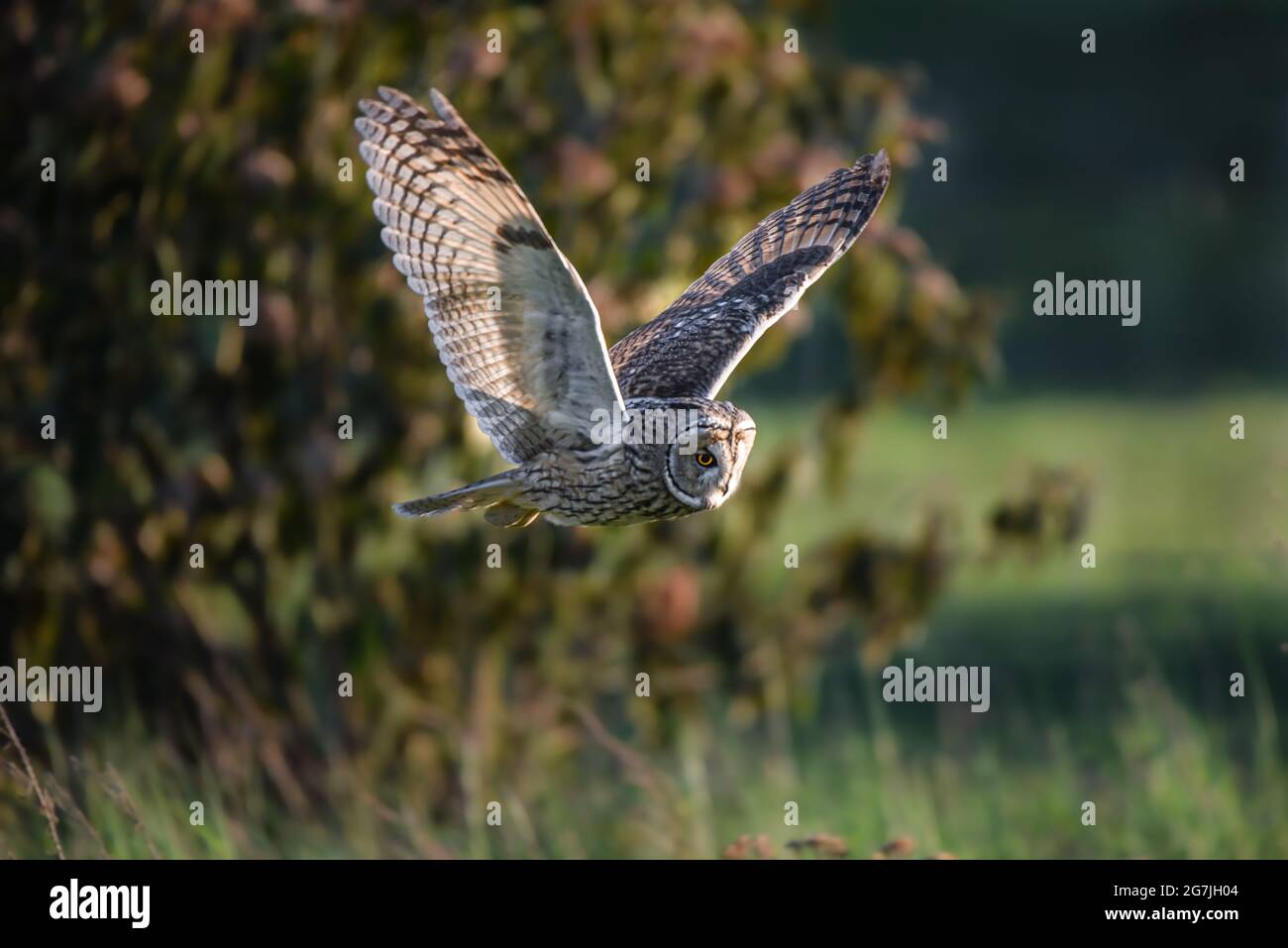 Flying owl on a hunt during sunset, hunting longeared owl, Asio otus