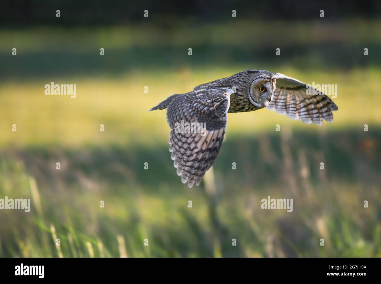 Long-eared owl flying during sunset, hunting owl, Asio otus predator, avian hunter, hunting raptor bird, majestic Long-eared owl, Asio Otus Stock Photo