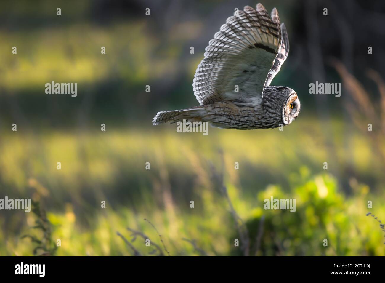 Long-eared owl on a hunt during sunset, flying owl, Asio otus predator, avian hunter, hunting bird raptor Stock Photo