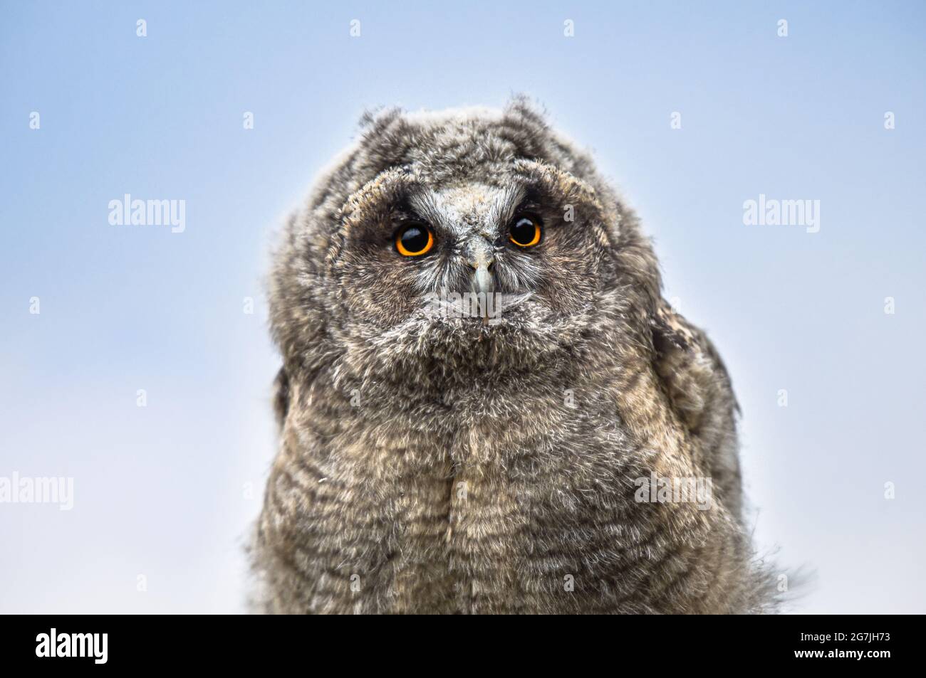 Cute owl portrait, baby owl stares with big brigt eyes, curious long-eared owl sitting on tree, wild Asio Otus, young hungry bird posing, Stock Photo