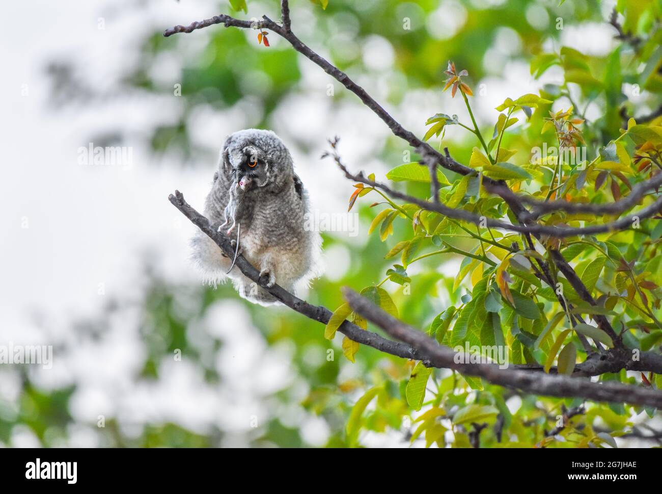Young owl chick with prey sitting on tree branch, Long-eared owl chick on a hunt, majestic Asio Otus with mouse in beak, bird hidden in tree Stock Photo