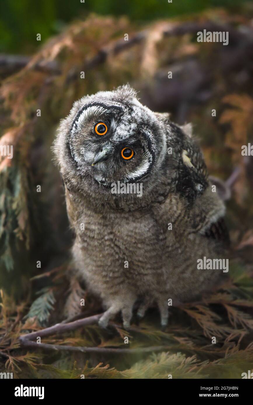 Funny owl chick staring with big brigt eyes, Curious long-eared owl sitting on tree, wild Asio Otus, hungry owl posing, owl portrait, young hunter Stock Photo