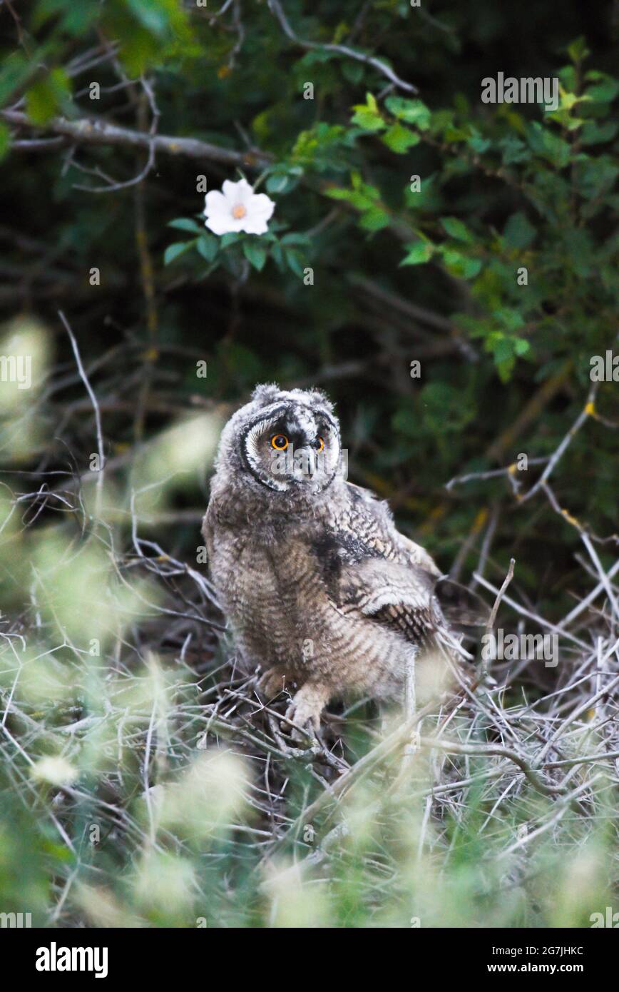 Curious owl baby staring with big bright eyes, cute long-eared owl sitting on tree, wild Asio Otus, hungry owl chick posing,owl portrait, young hunter Stock Photo