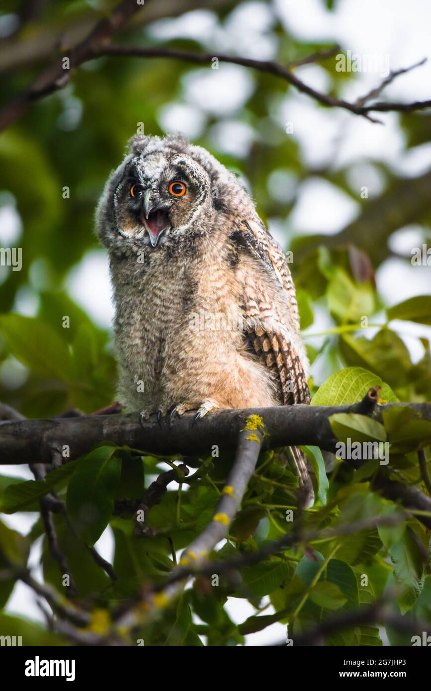 Cute owl chick screaming, young long-eared owl sitting on tree, wild Asio Otus, hungry owl posing, owl portrait, baby hunter growing up, baby raptor Stock Photo