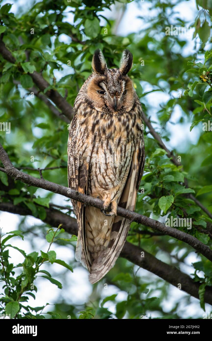 Cute Long-eared owl sitting on a tree branch, majestic owl portrait, cute Asio Otus sleeps with closed eyes Stock Photo