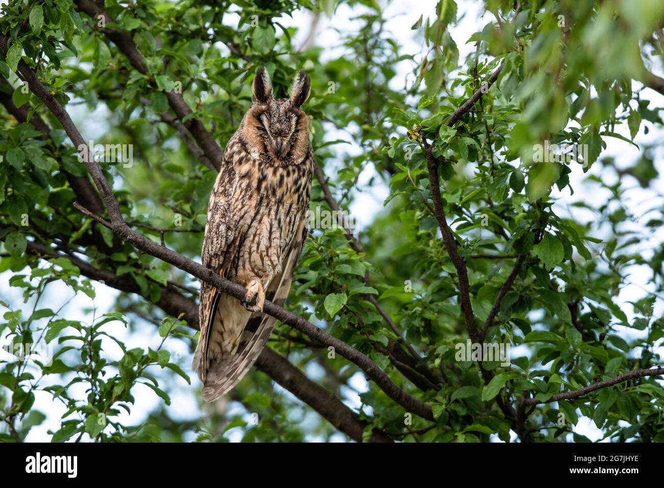 Cute Long-eared owl sitting on a tree branch, majestic owl portrait, cute Asio Otus sleeps with closed eyes Stock Photo