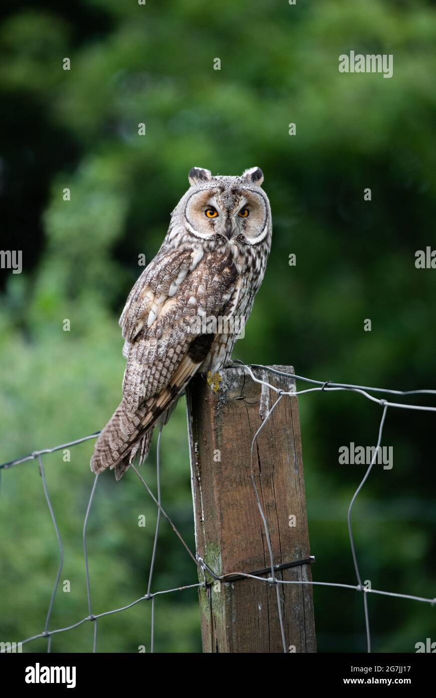 Wise owl sitting on a fence, majestic Long-eared owl portrait, Asio Otus staring with big bright eyes wide open Stock Photo