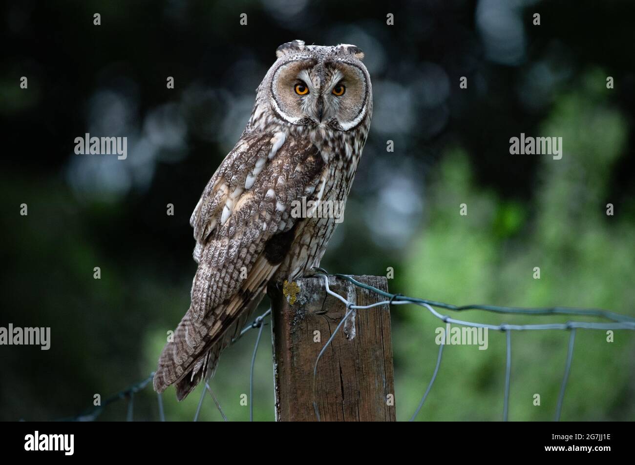 Long-eared owl sitting on a fence, majestic owl portrait, cute Asio Otus staring with big bright eyes wide open Stock Photo