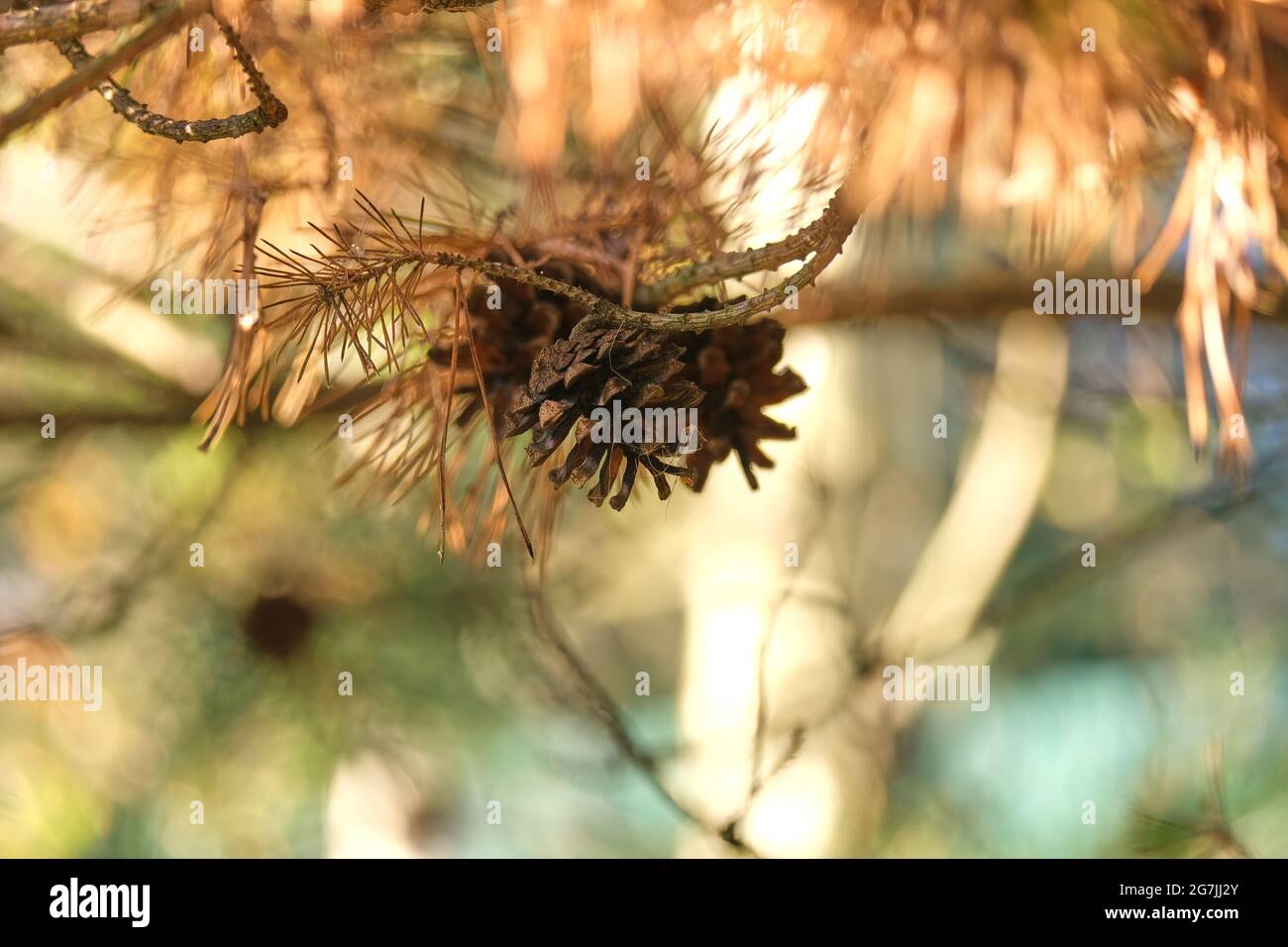 brown cones on a background of golden spruce needles Stock Photo