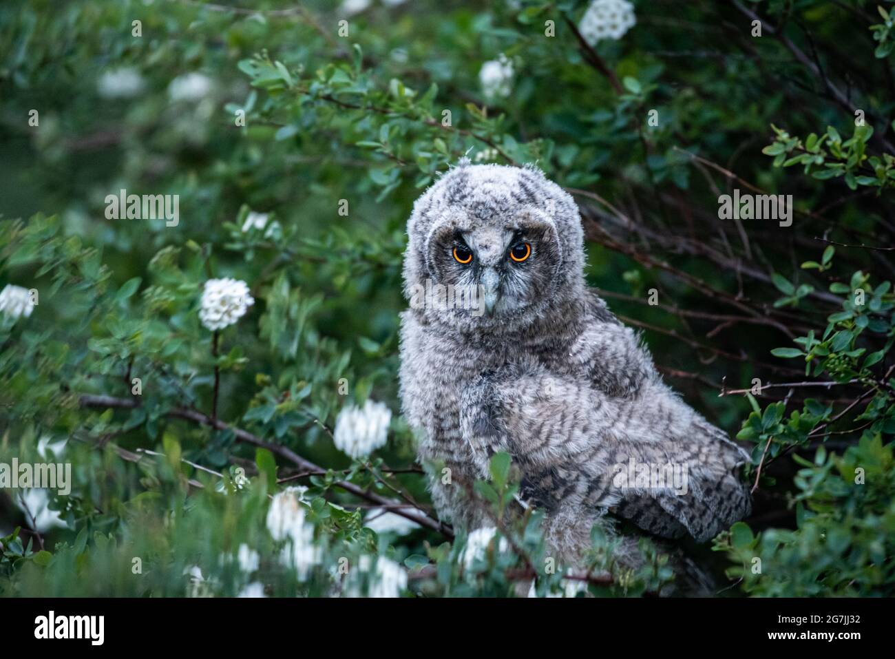 Long-eared owl baby in a bush Stock Photo