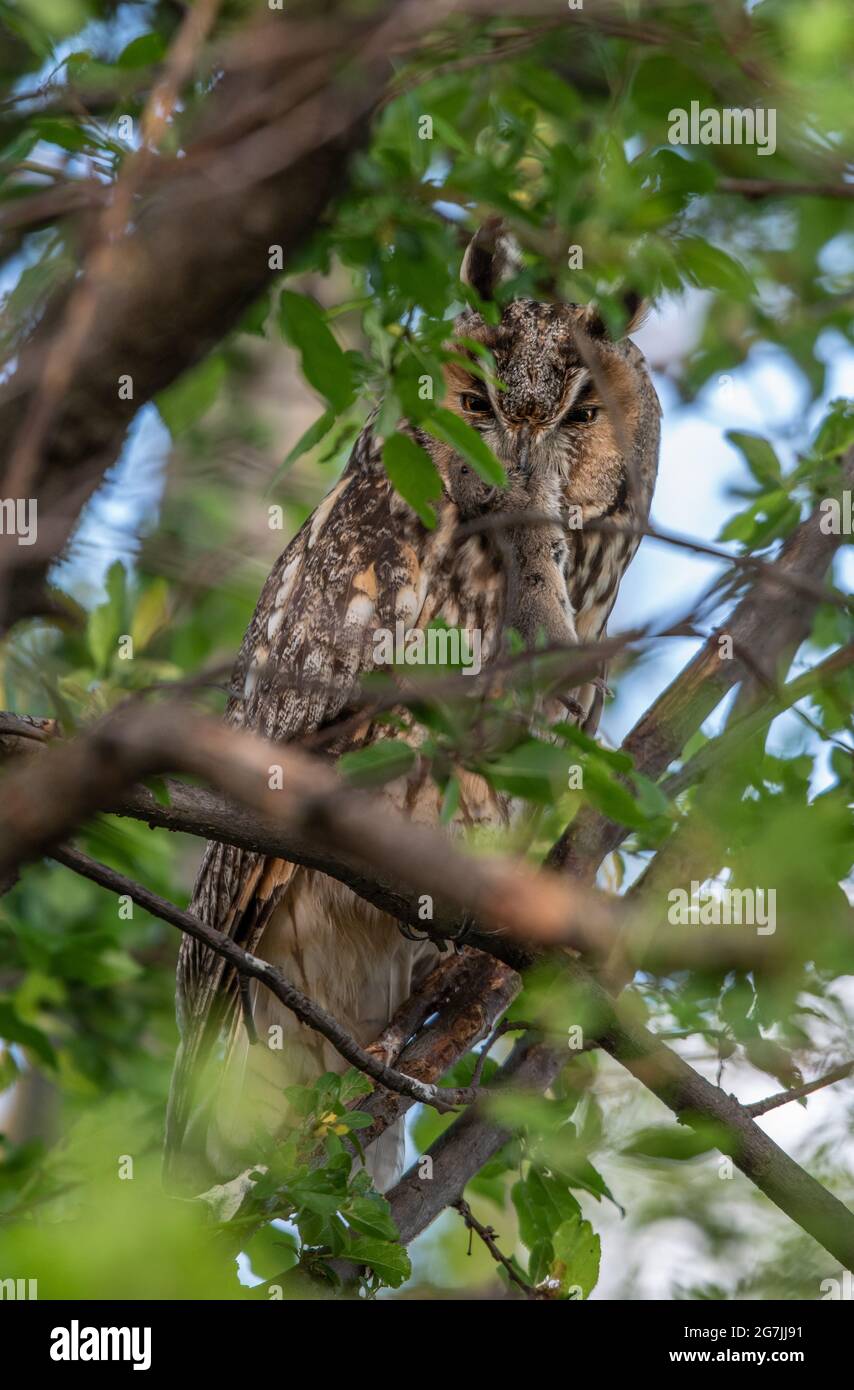 Long-eared owl with prey sitting on tree branch, Long-eared owl on a hunt, majestic Asio Otus with mouse in beak Stock Photo