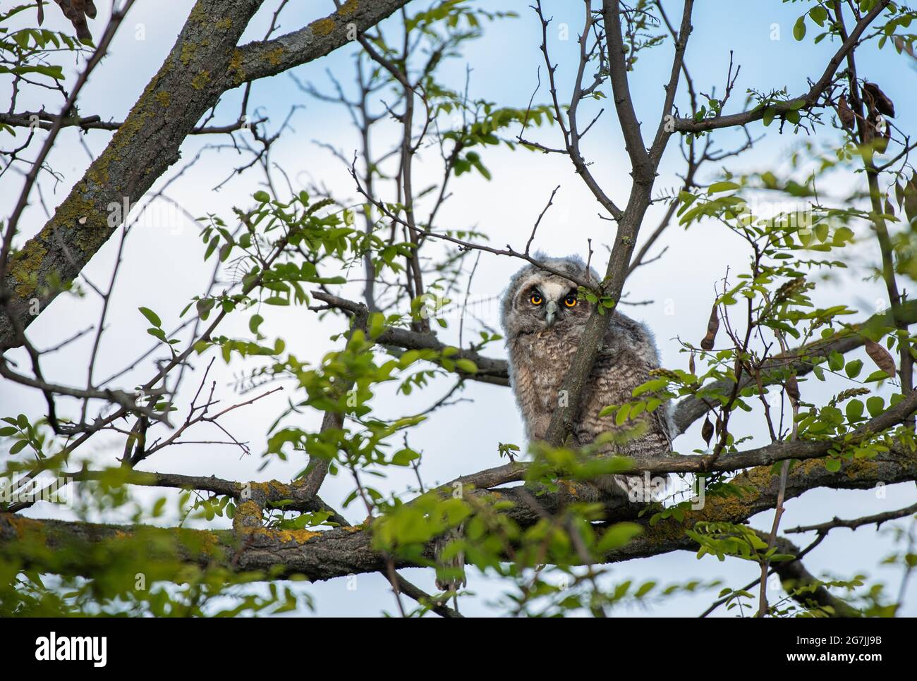 Cute long-eared owl sitting on a tree, wild Asio Otus, hungry owl posing, owl portrait, young hunter growing up, baby raptor Stock Photo