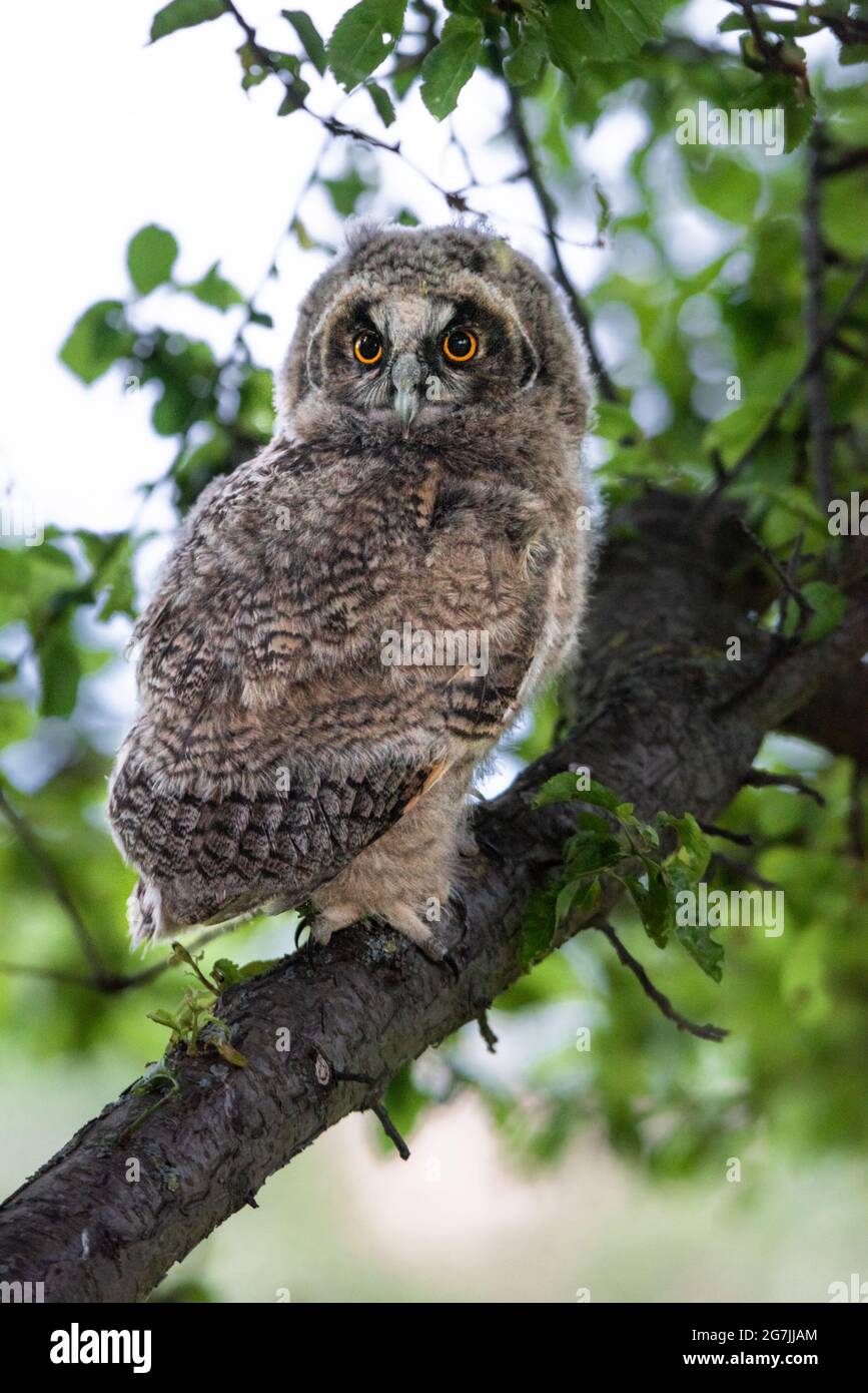 Cute long-eared owl baby sitting on a tree, wild Asio Otus, hungry owl posing, owl portrait, young hunter growing up, baby raptor Stock Photo
