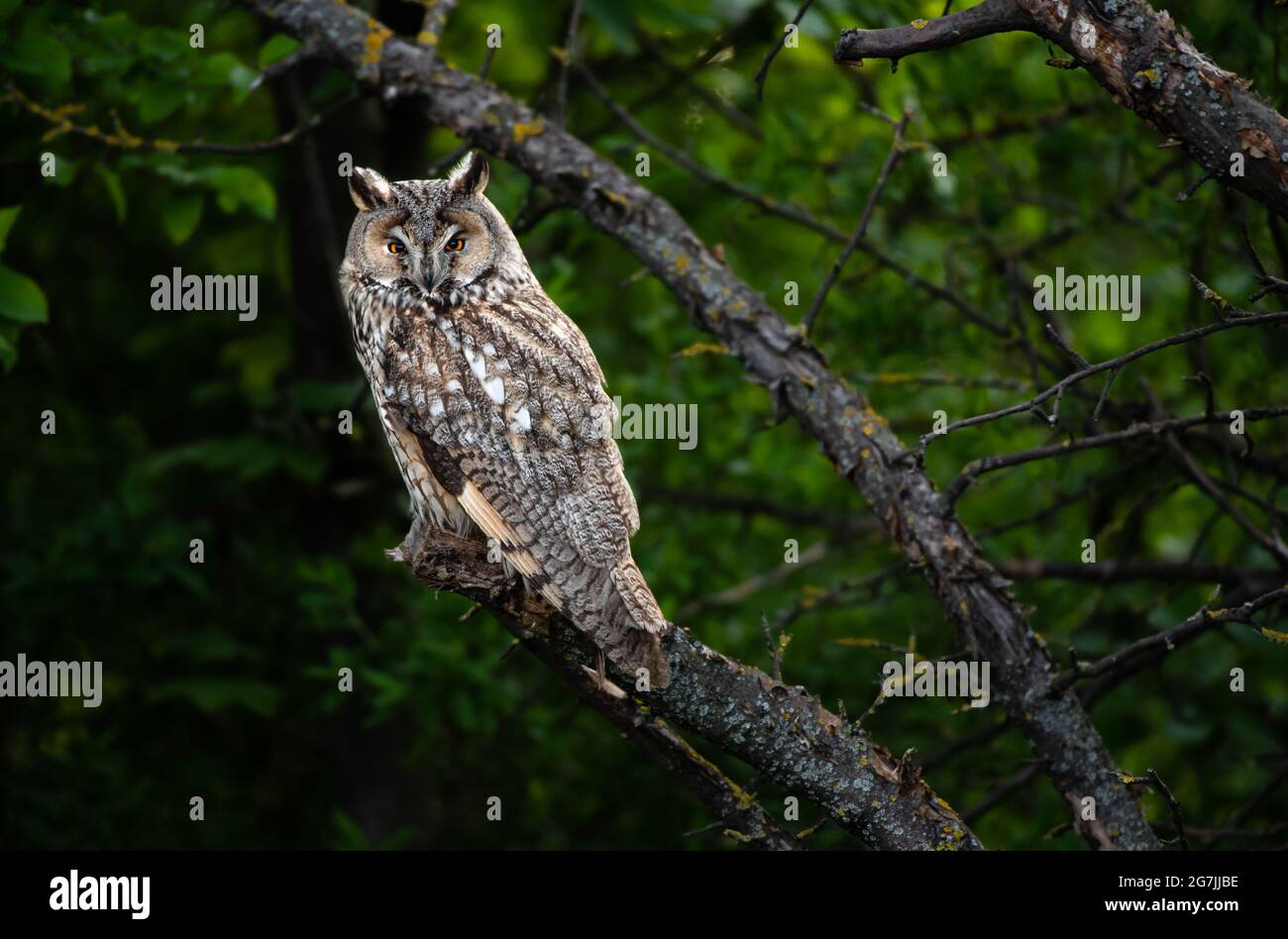 Asio otus, cute owl sitting on tree branch, majestic Long-eared owl, Asio Otus staring with big bright eyes wide open Stock Photo