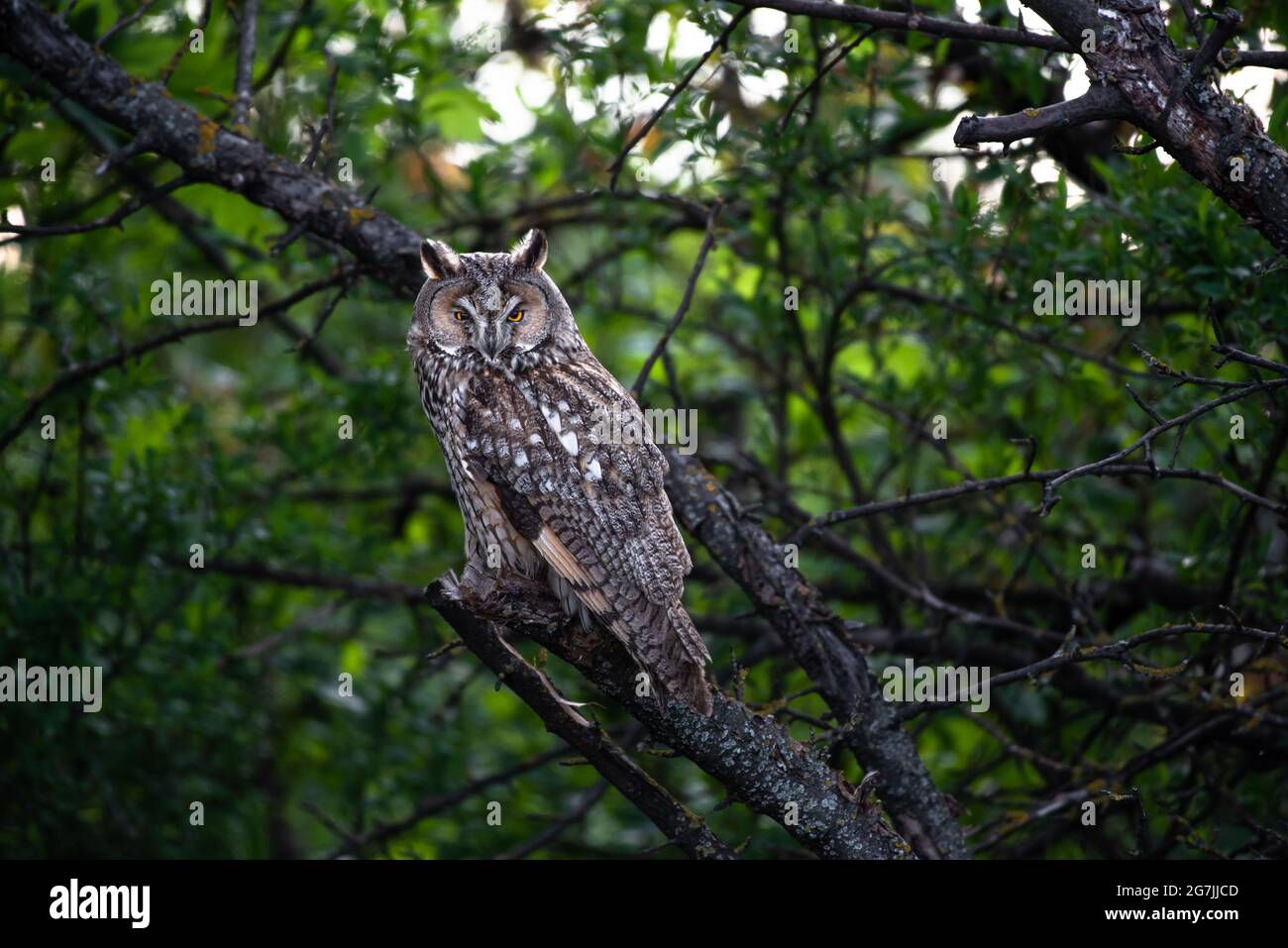 cute Long-eared owl sitting on tree branch, majestic owl, Asio Otus staring with big bright eyes wide open Stock Photo