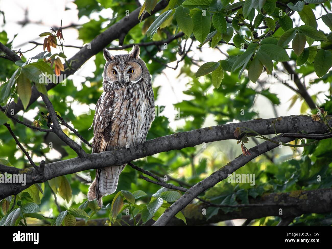 aristocratic owl sitting on tree branch, cute Long-eared owl portrait, Asio Otus staring with big bright eyes wide open Stock Photo
