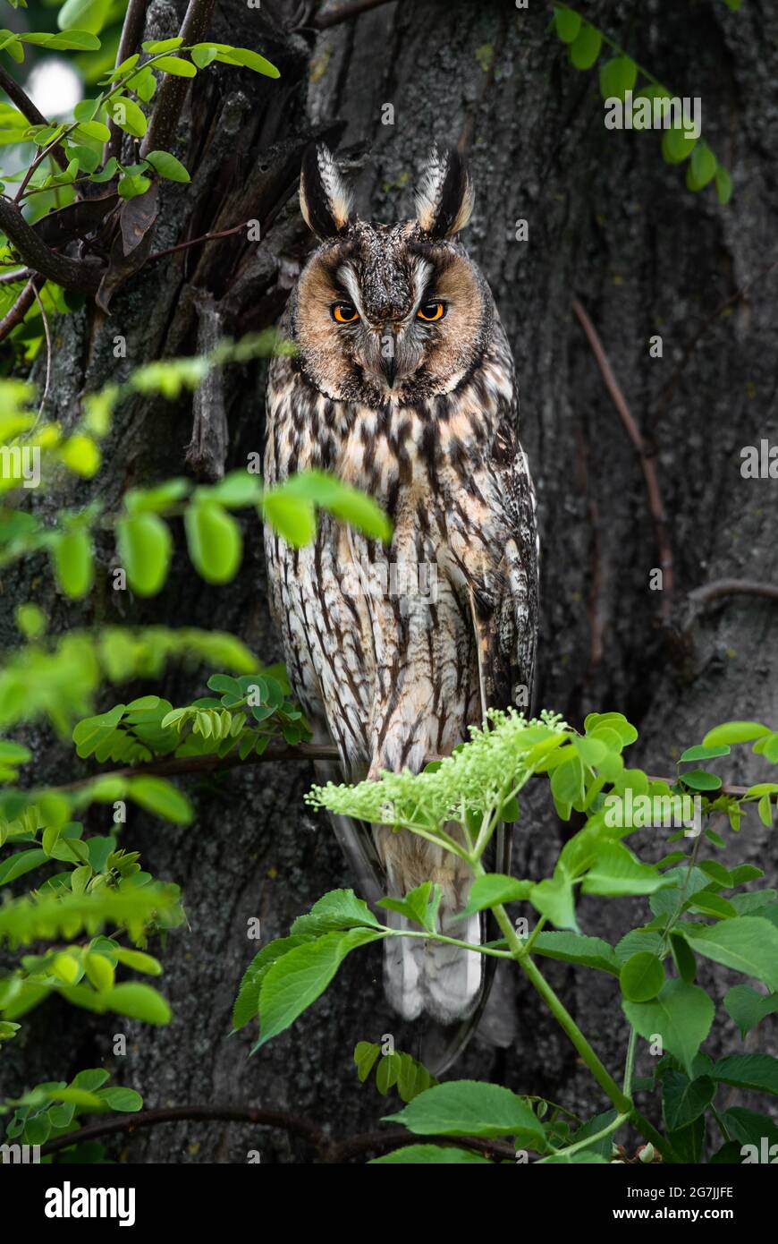 Majestic owl, wise Long-eared owl portrait, predator sitting on tree branch, calm Asio Otus staring with big bright eyes wide open Stock Photo