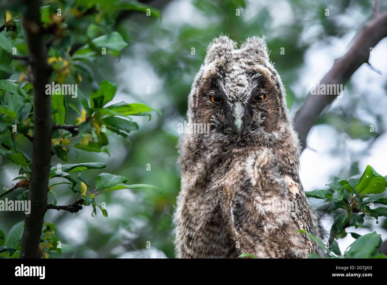 Leery owl chick staring, cute long-eared owl sitting on tree, wild Asio Otus close up, hidden owl posing, owl portrait, young hunter growing up, baby Stock Photo