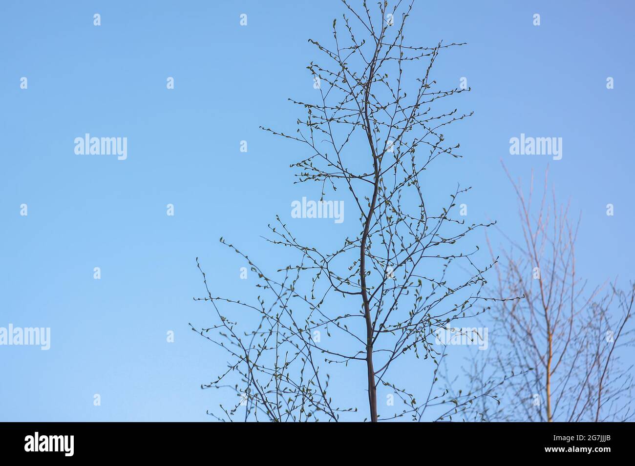 The first spring buds and green leaves on tree branches Stock Photo - Alamy