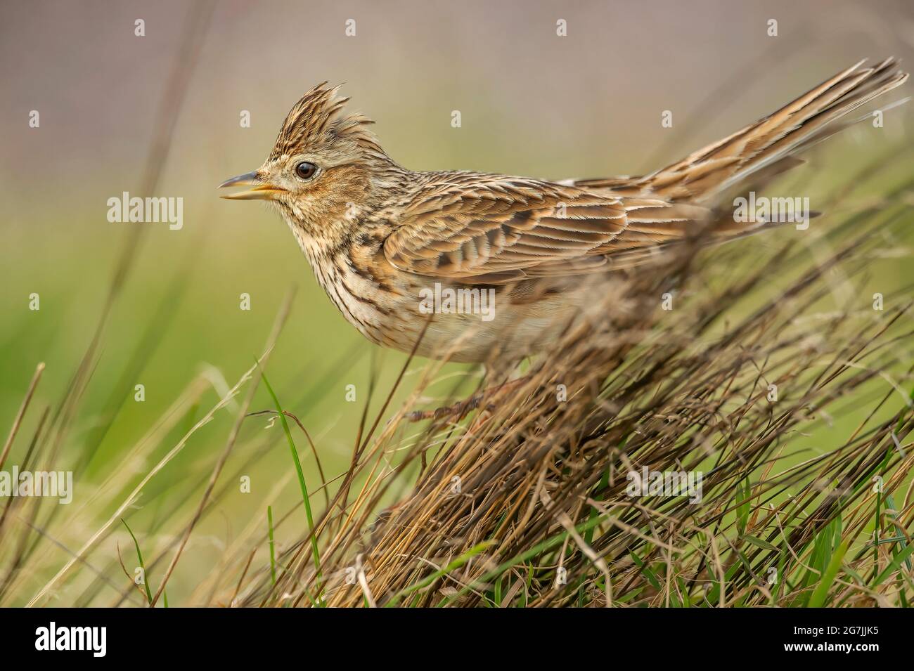 Skylark on the grass singing, close up in the springtime in Scotland Stock Photo