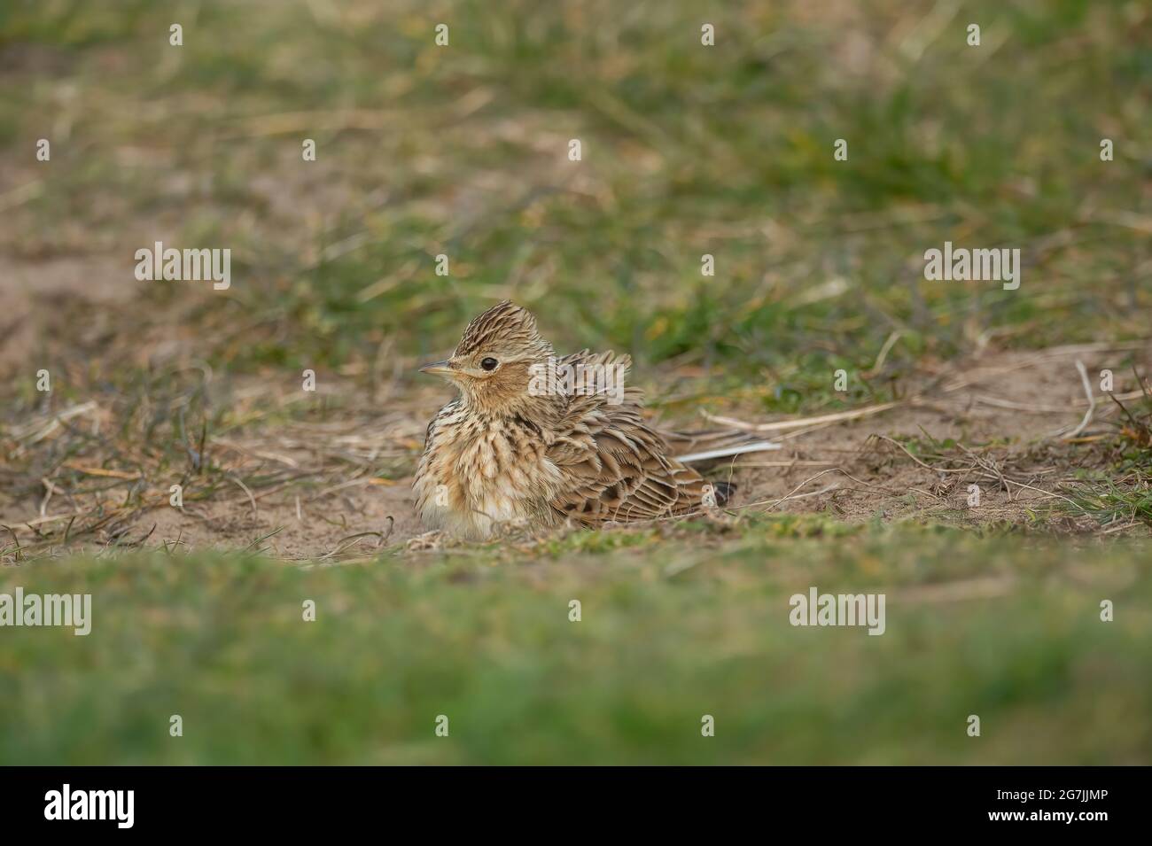 Skylark having a mud bath, on the grass, close up in the springtime in Scotland Stock Photo