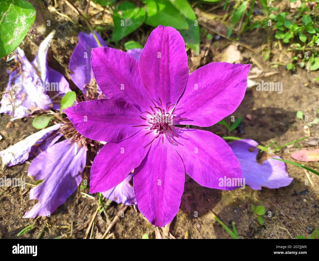 Bright purple phlox flower Stock Photo