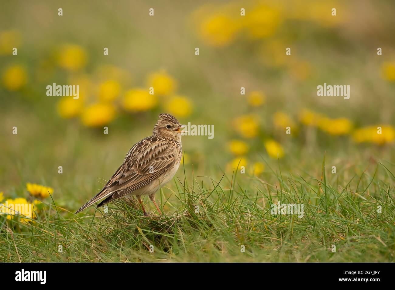 Skylark singing on the grass, close up in the springtime in Scotland Stock Photo