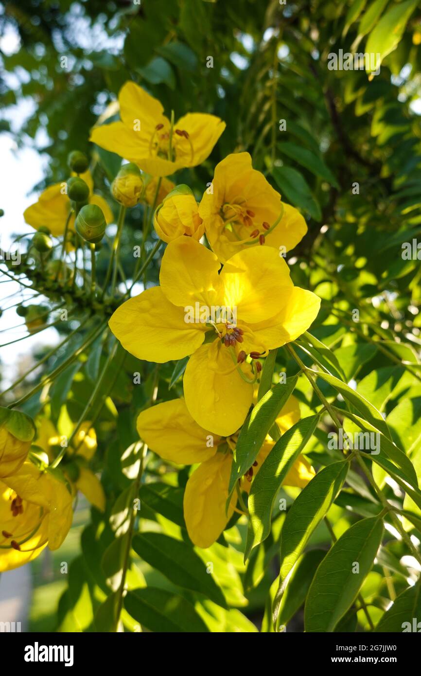 'Peltophorum pterocarpum'commonly known as copperpod, yellow-flamboyant, yellow flametree, yellow poinciana or yellow-flame growing in California Stock Photo
