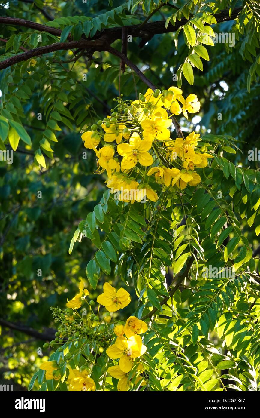 'Peltophorum pterocarpum'commonly known as copperpod, yellow-flamboyant, yellow flametree, yellow poinciana or yellow-flame growing in California Stock Photo