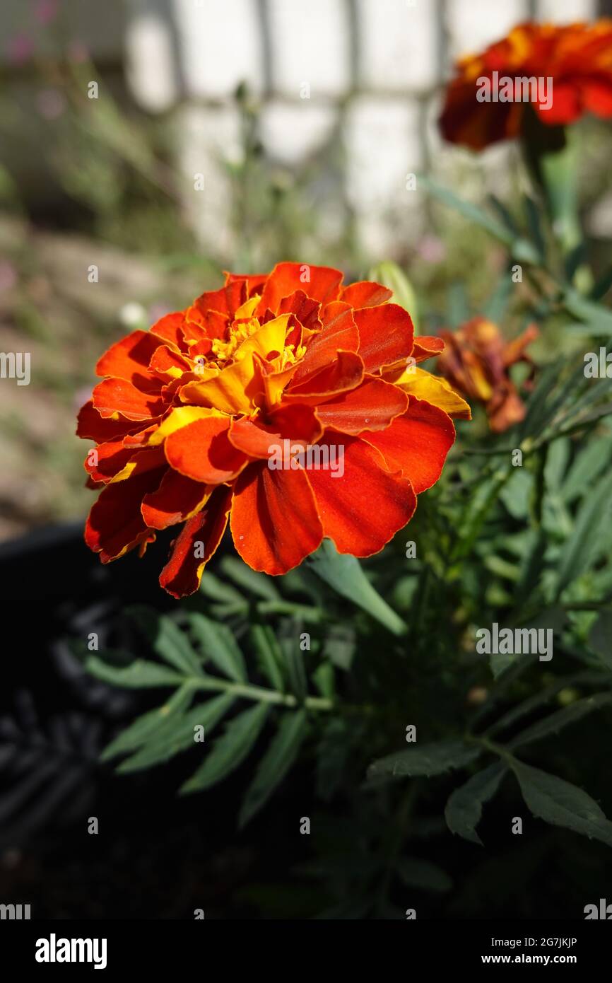 Orange Marigold flower in a California garden growing in a pot Stock Photo