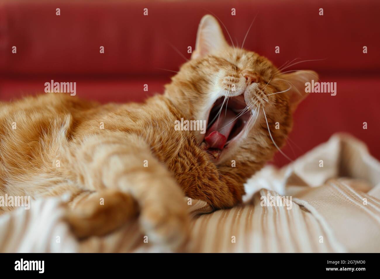 Yawning Ginger Tabby Cat on Sofa. Sleepy Orange Cat Indoors. Tired Red Domestic Animal on Couch. Stock Photo