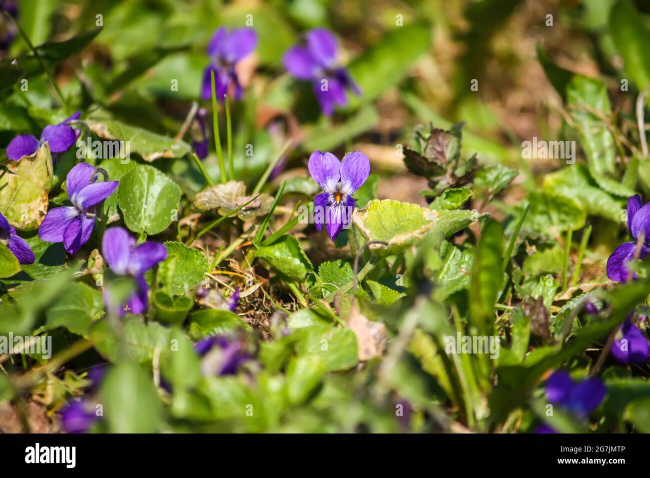 Wild violets growing in spring forest. Stock Photo