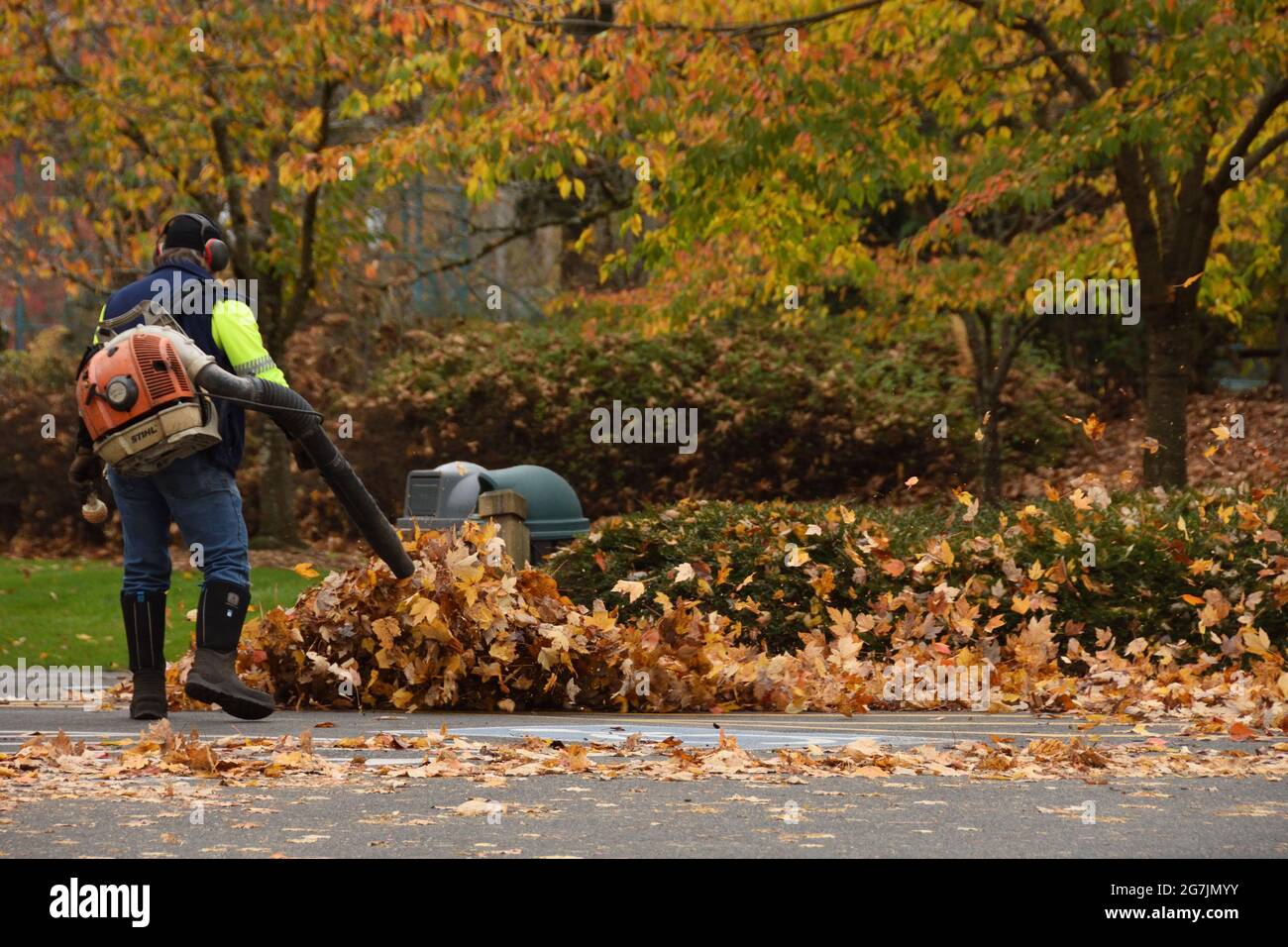 A man operating leaf blower to clean up the dried autumn leaves in the park. Blurred background. Copy space. Stock Photo