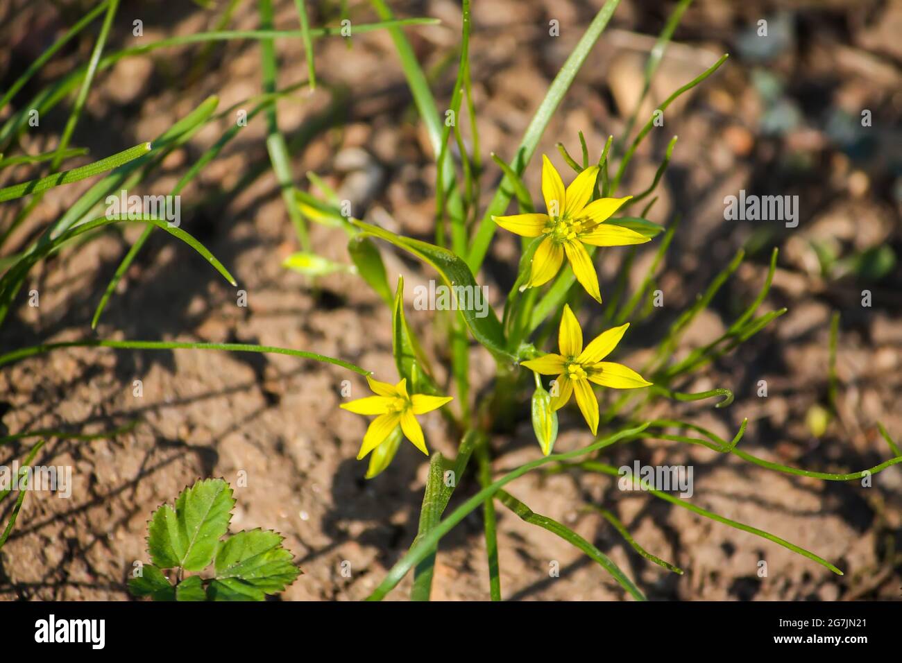 Spring small yellow flowers of Goose onions (Gagea) in the forest. Stock Photo
