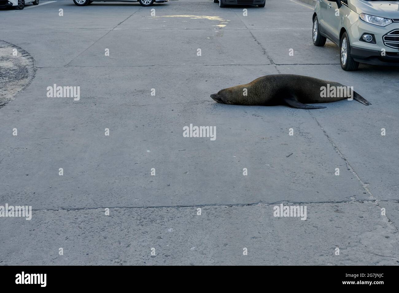 A seal lying on a cement paved parking lot in the Harbour at the tourist hotspot Hout bay, Cape Town, South Africa. Stock Photo