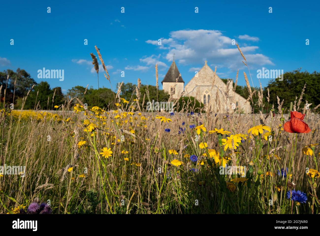Newly created wildflower meadow in a former field at West Wittering, Chichester, West Sussex, England Stock Photo