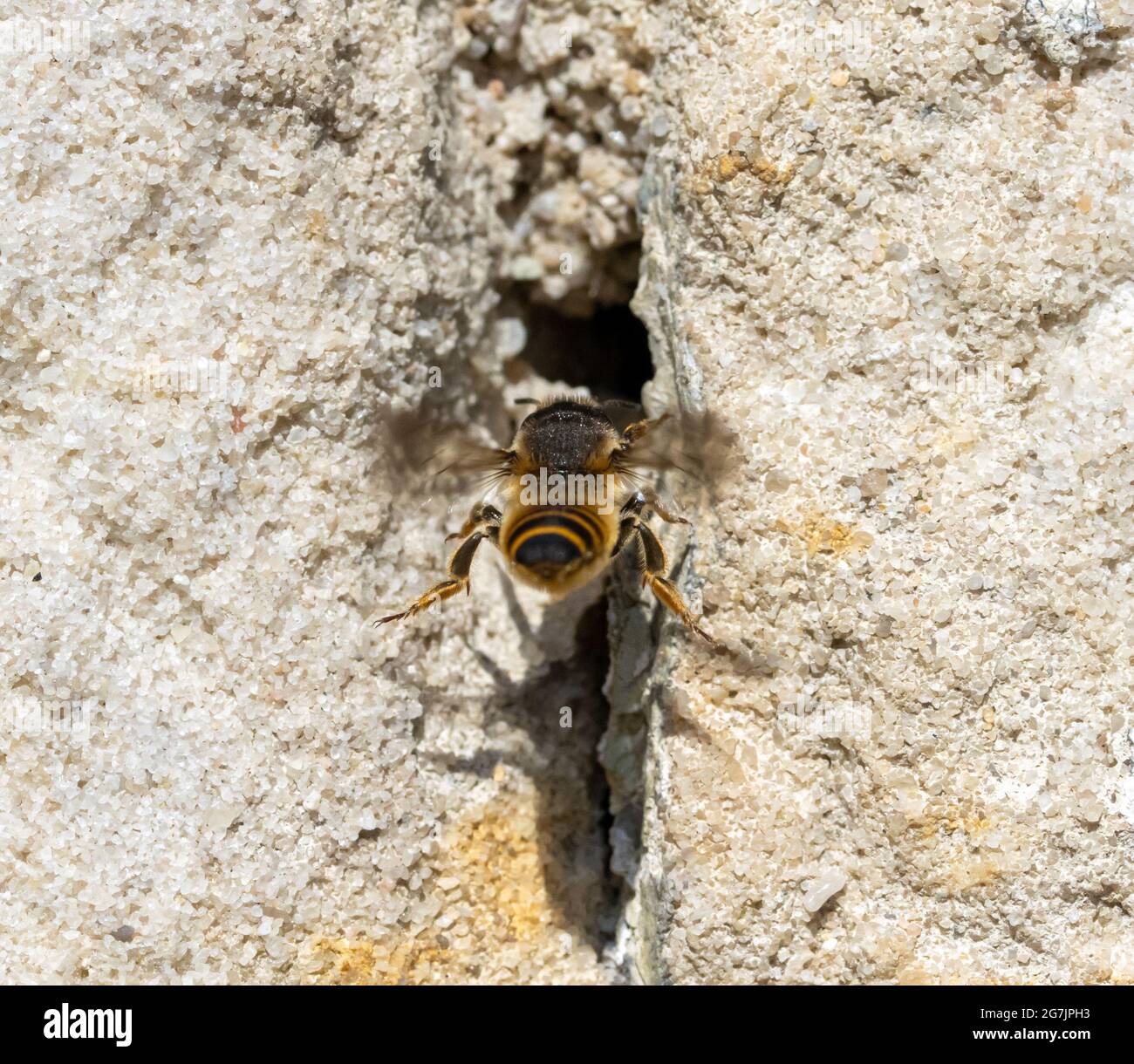 The solitary honey bee is flying in front of a hole - entrance to her nest in wall of a old house. Stock Photo