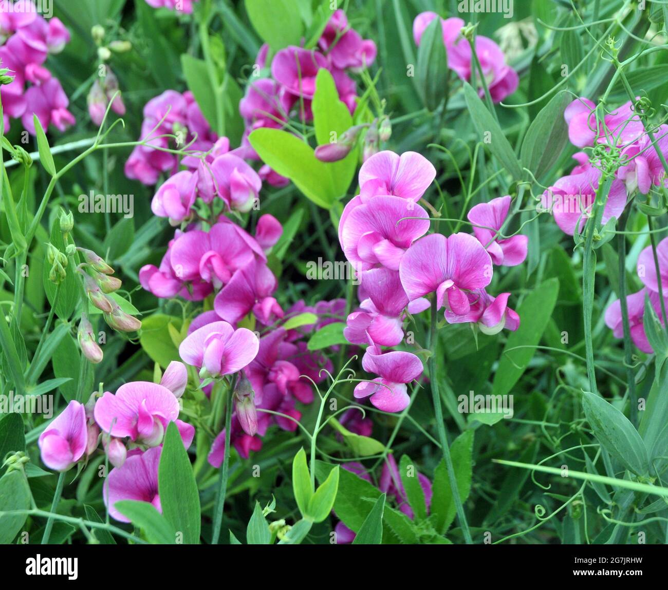 Wild Sweet Pea