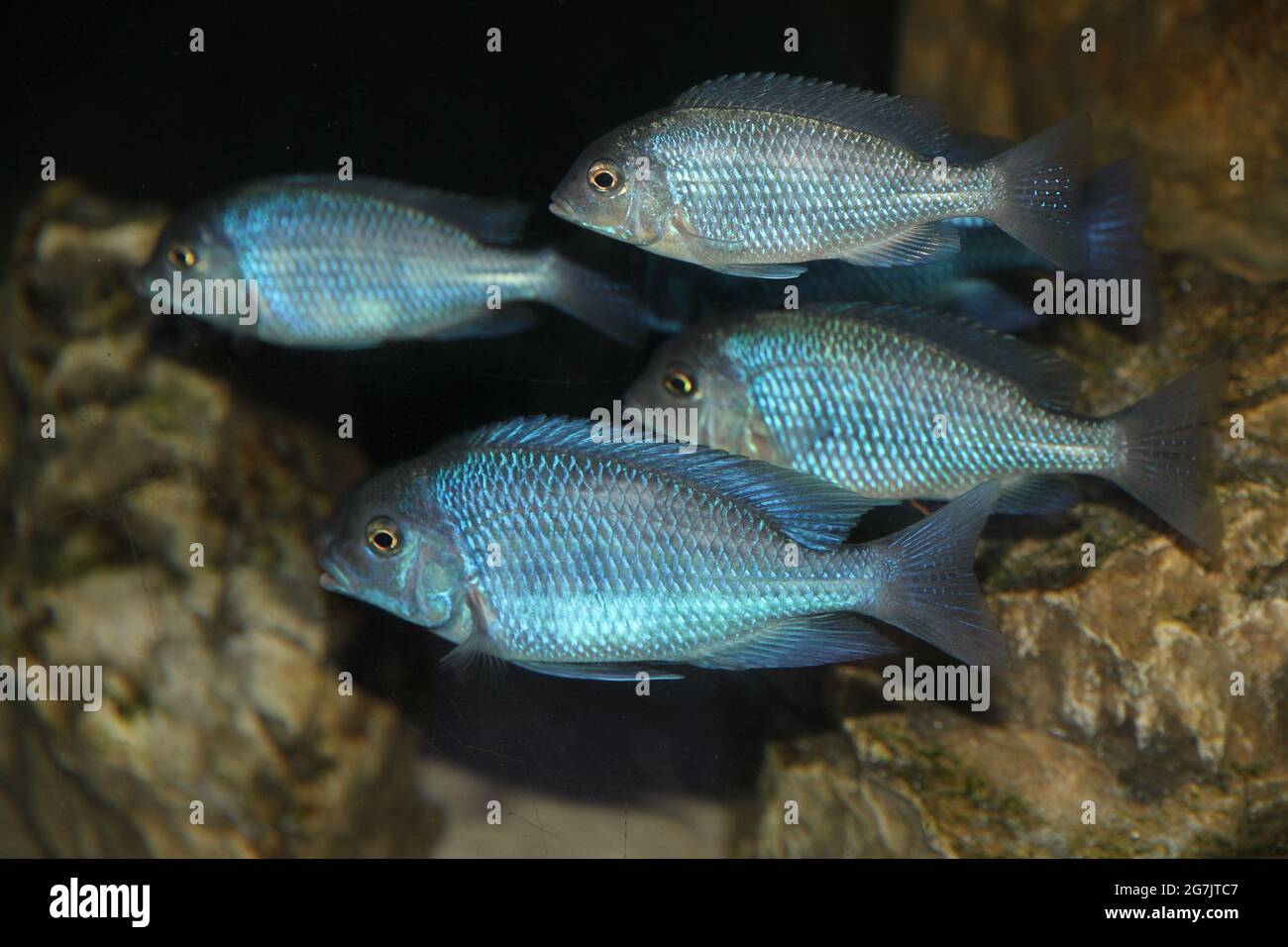 Closeup of a group of Cichlid moorii fishes swimming beside rocks in an aquarium Stock Photo