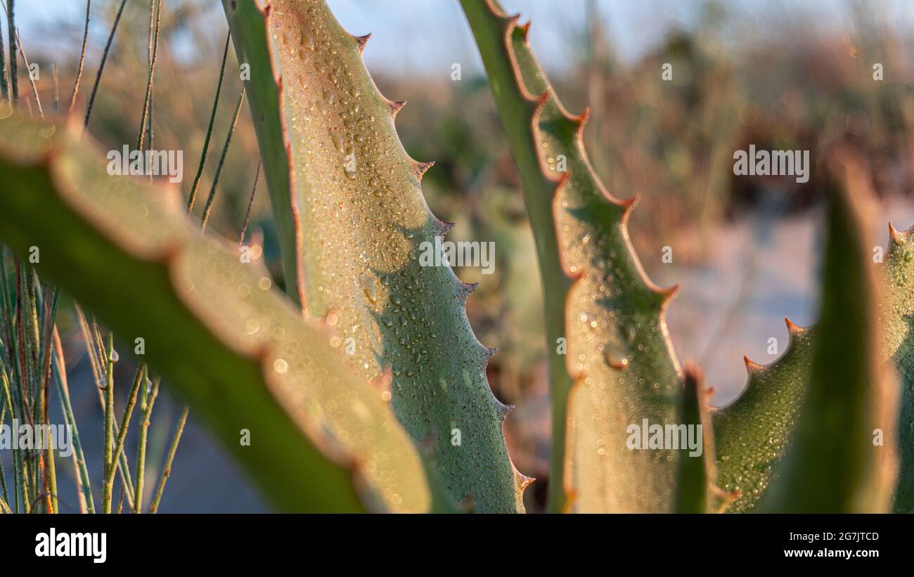 Closeup shot of aloe vera with water droplets Stock Photo - Alamy