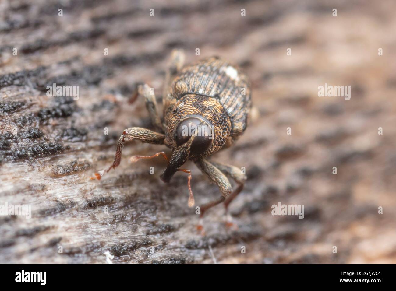 True Weevil (Lechriops oculatus) Stock Photo