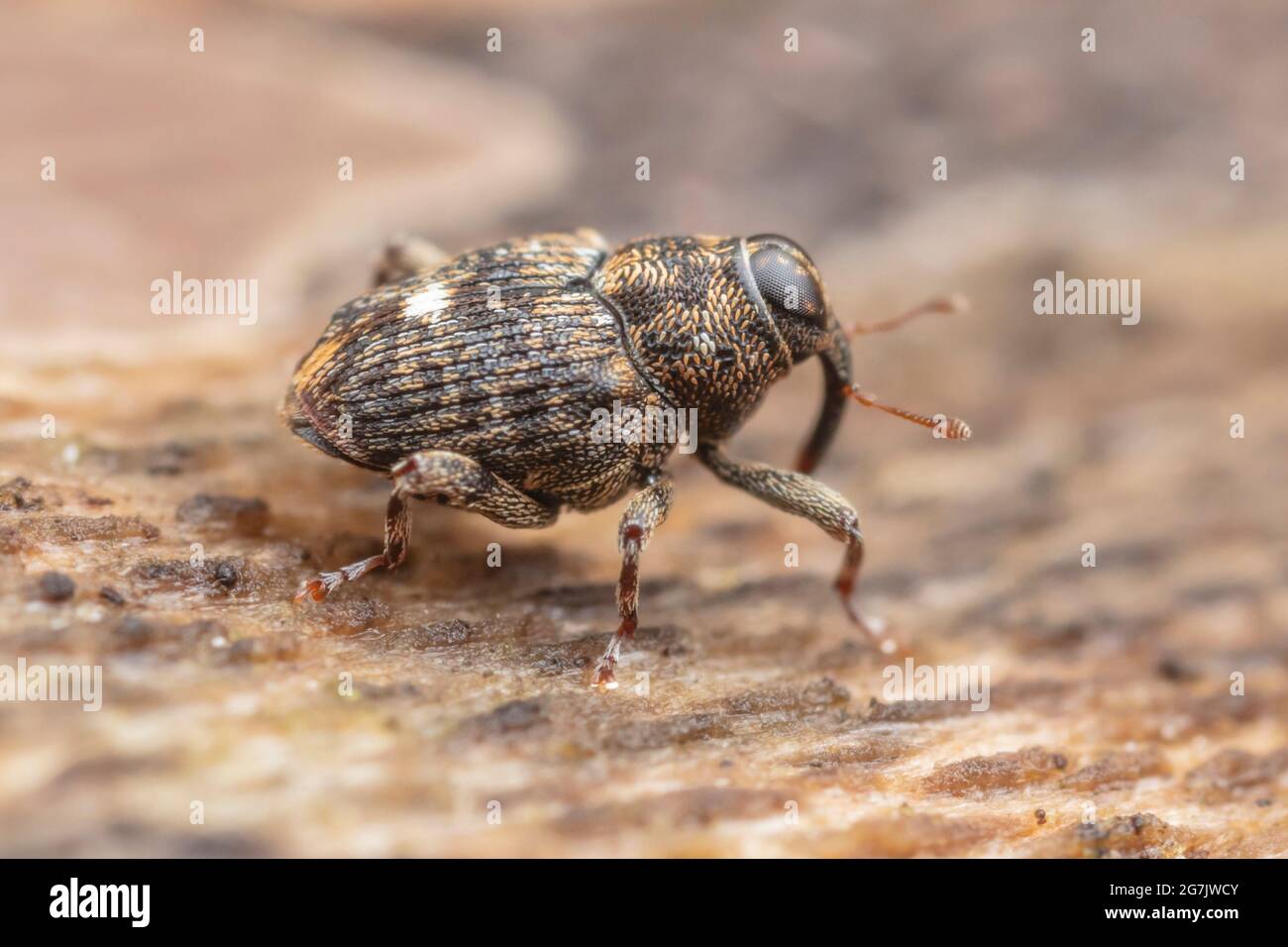 True Weevil (Lechriops oculatus) Stock Photo