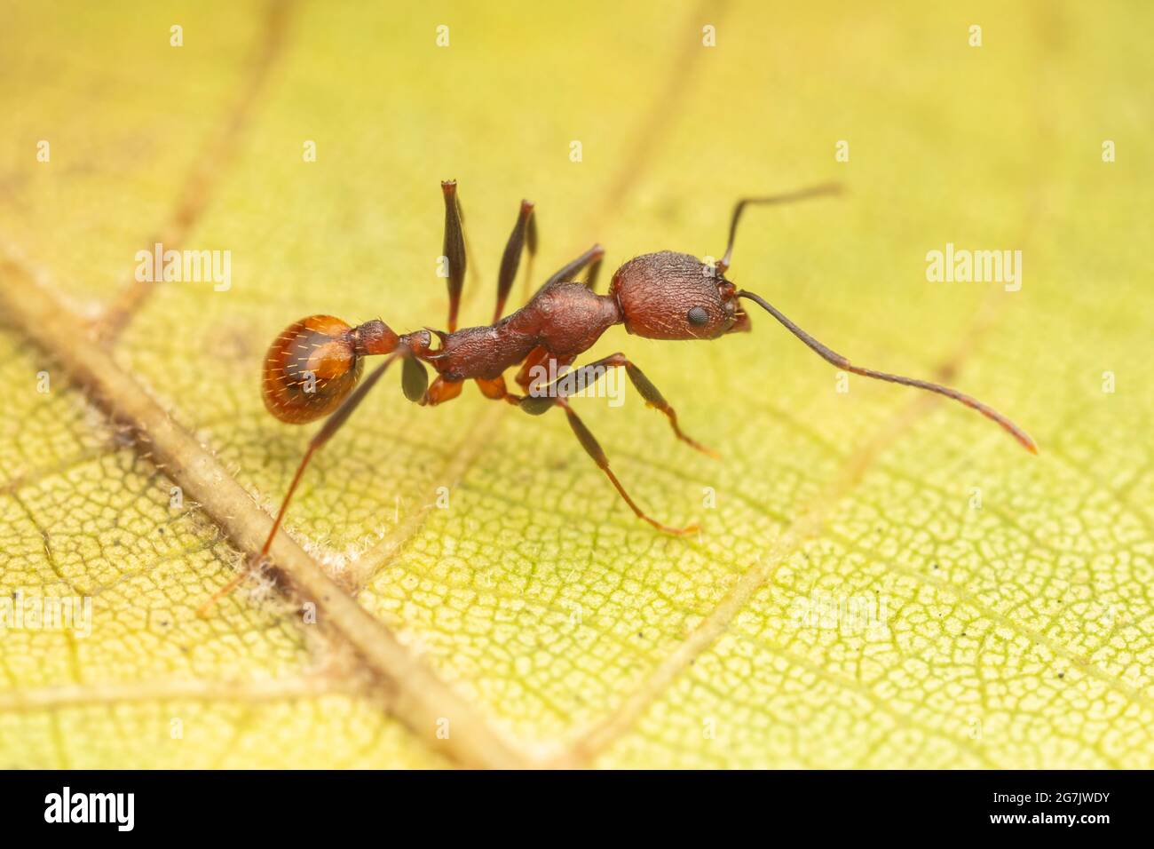 Spine-waisted Ant (Aphaenogaster lamellidens) Stock Photo
