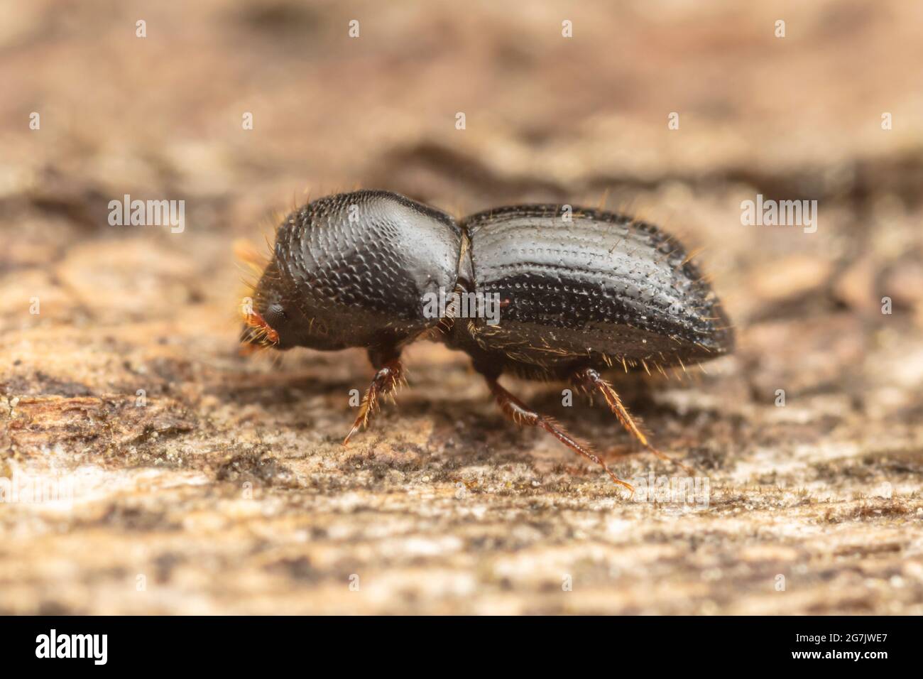 Euwallacea validus, an ambrosia beetle native to Asia, adventive in North America. Stock Photo