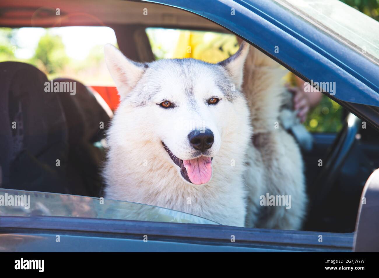 A white Siberian husky sitting in a car, looking out the open window, smiling with his tongue out. Transportation of dogs. Road trip with pets. The Stock Photo