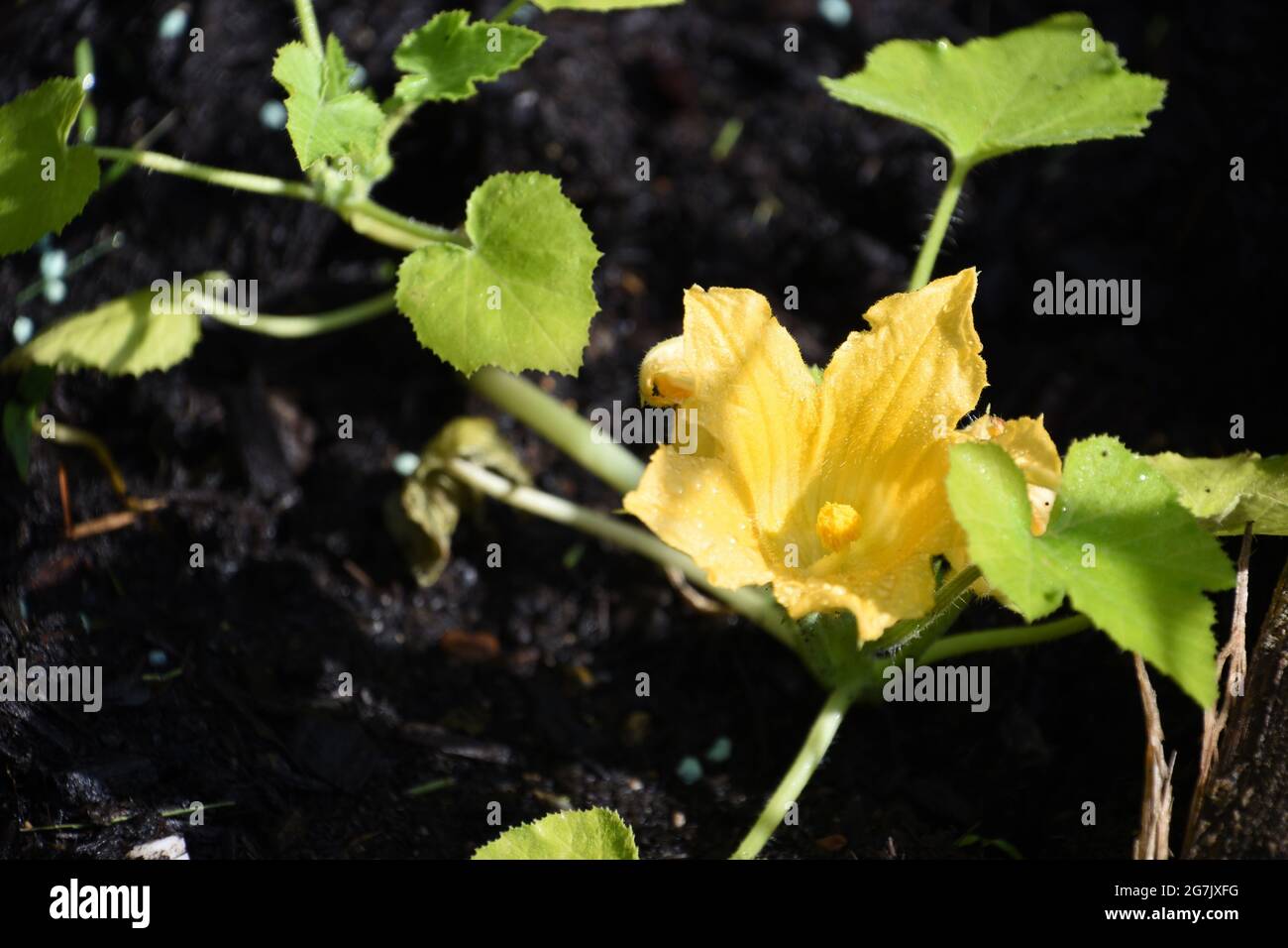 Vegetable garden with a squash plant in bloom Stock Photo Alamy