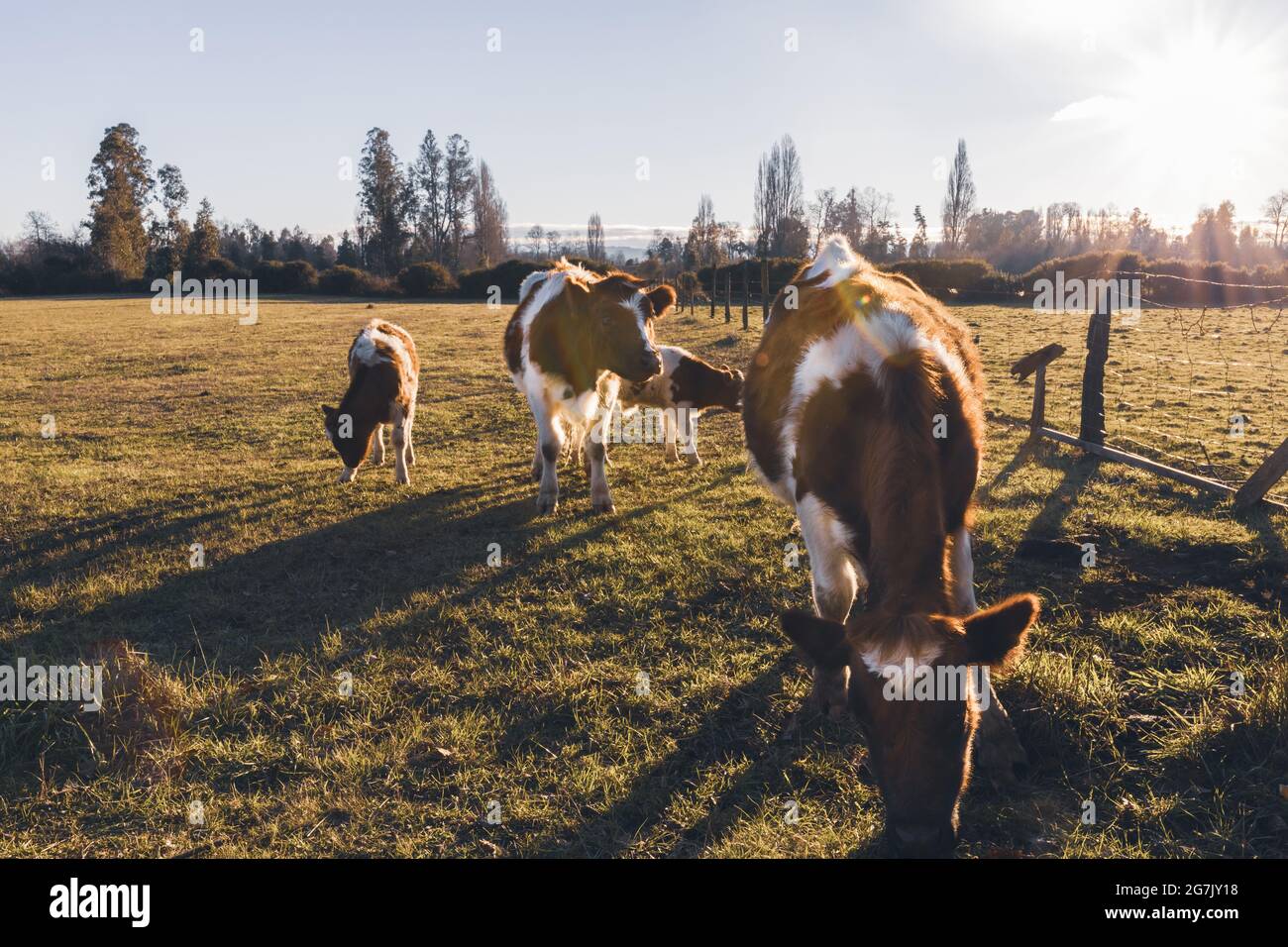 A herd of cows at sunset eats on a grass field Stock Photo - Alamy