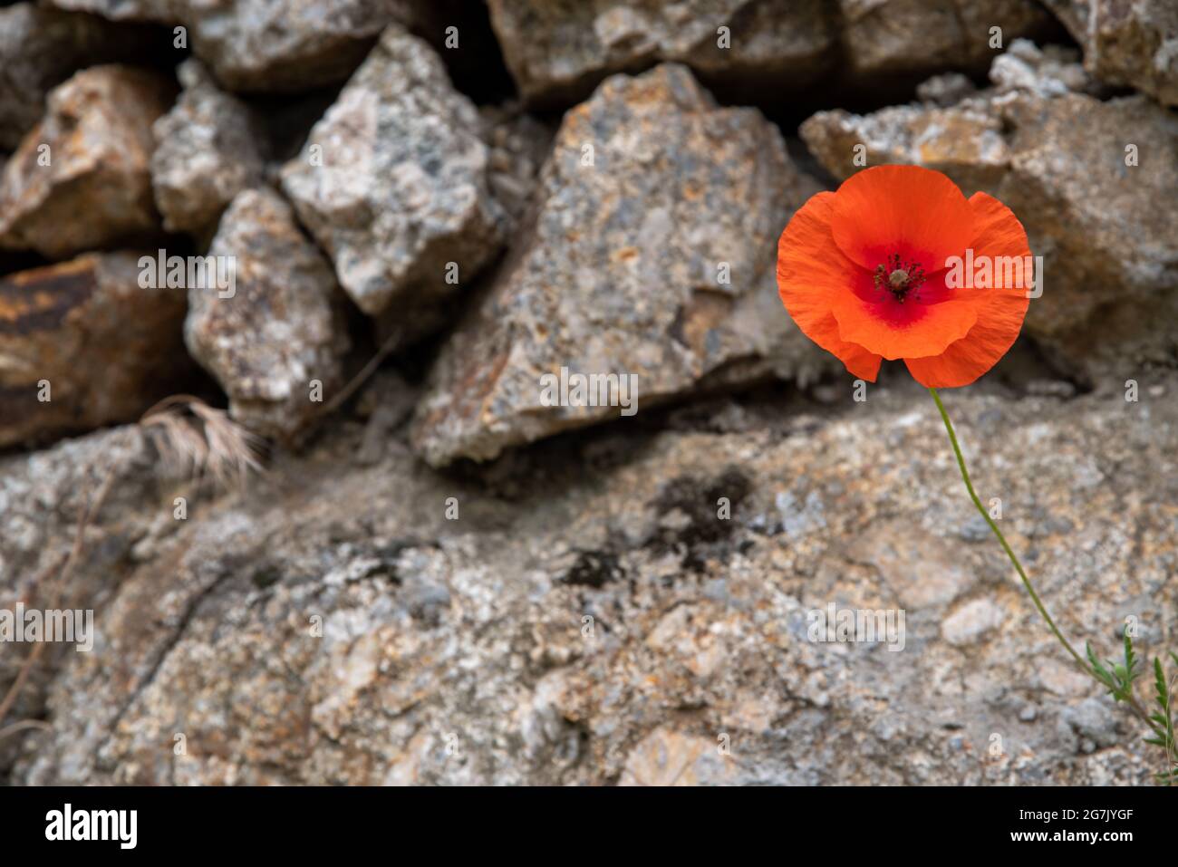 Natural stone wall with single red poppy, texture or background Stock Photo